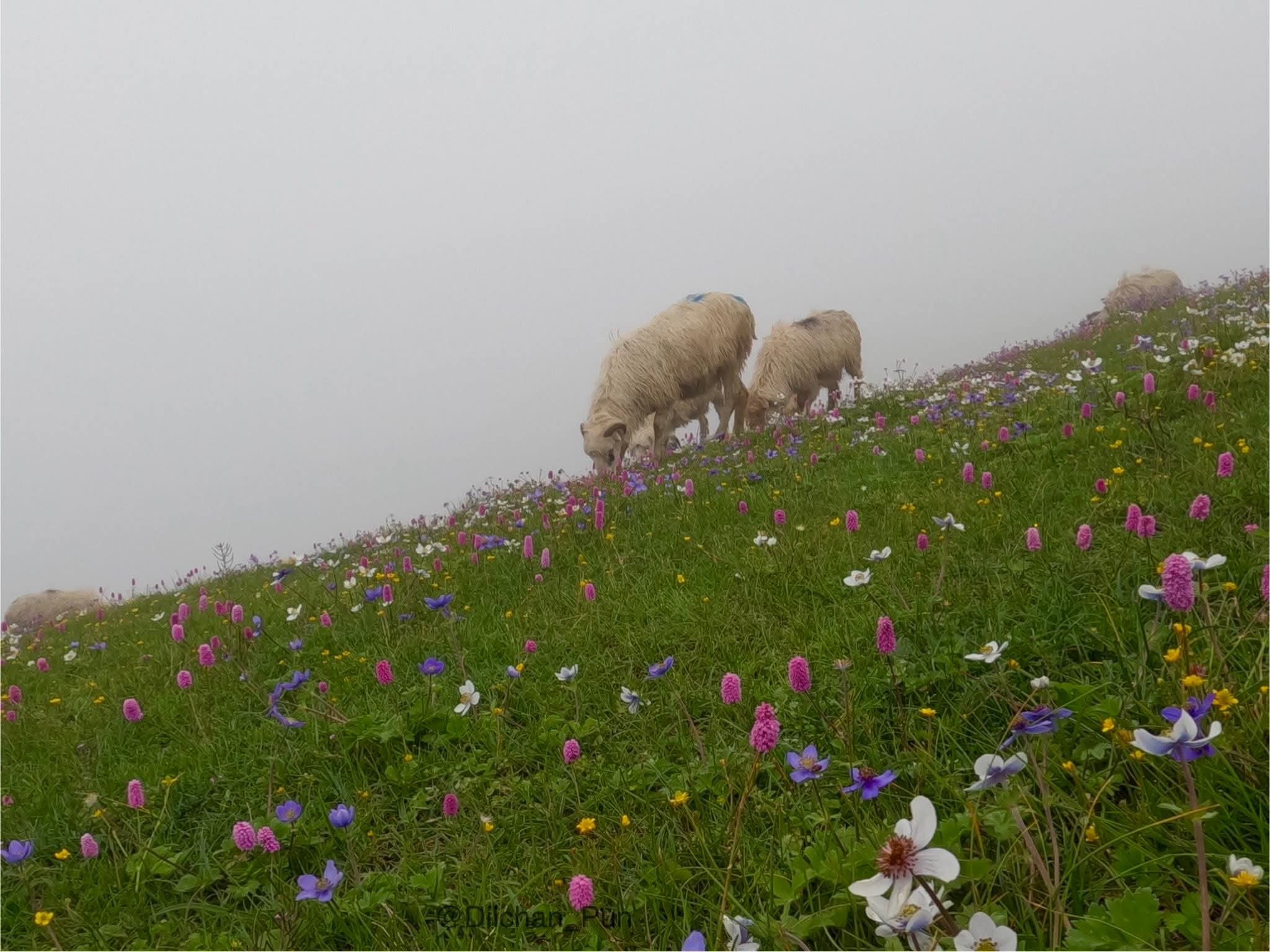 chauri kharka (11).jpg